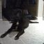 Black Dog