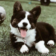 过滤式自杀呼吸器