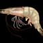 Shrimp