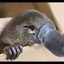 Horny Platypus