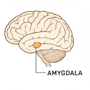Amygdala