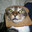 Inbred Cat