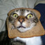 Inbred Cat