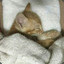 xiaoxiaomei