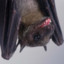 Bodacious Bat