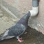 Ivaj011