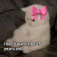 shikii-chan