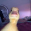 angur203