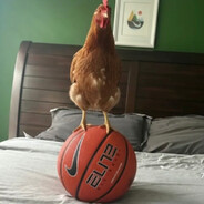 galo de basquete