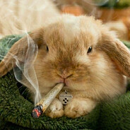 IndicaBunny