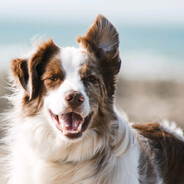 三十七岁的大叔