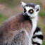 Lemur