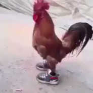 ROOSTER JESUS