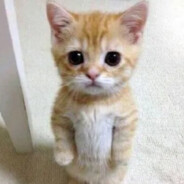 为什么七里香这么好听