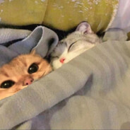 爱吃小熊饼干little biscuit