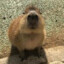 farm #CAPYBARA