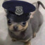 COPDOG