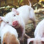 Chris P. Bacon