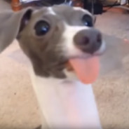 wubba lubba dub dub!