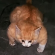 buff cat