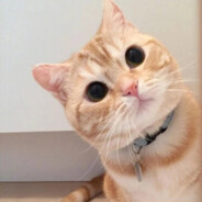 橙猫猫