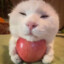 Apple Cat