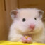 a tiny hamster