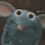 Rat of the year