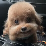 挂一科杀十个同学