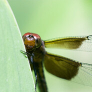 Anisthoptera