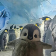 纯情男高精湛*****