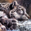 Snow_guard_of_sibiria
