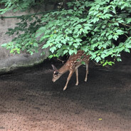 又菜又爱玩的一只鹿🦌