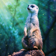 ☆ MeanMeerkat ☆