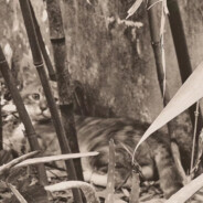 西米皮蛋木木粥