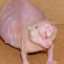 lilbean