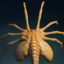 facehugger