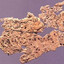 Parchment