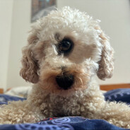 misino's avatar