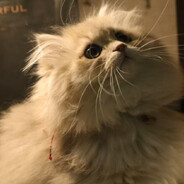 满级白给大师pupu