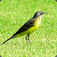 FadWagtail