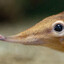 Elephant Shrew