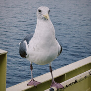 炊事班首席背锅手