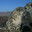 Manul