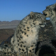 Manul