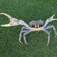 Imitation Crab