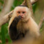 Sir Capuchin