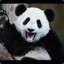 Panda_Bear135
