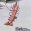 chicken kebab