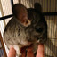 Jabba the Chinchilla